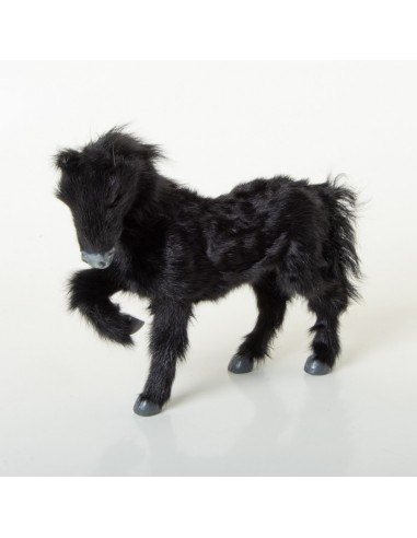 Pferd schwarz