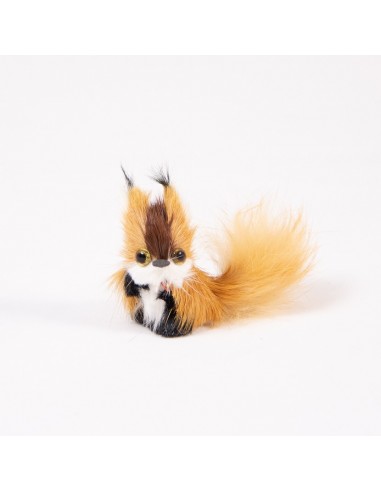 Eichhörnchen