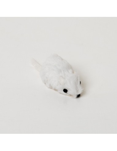 Maus