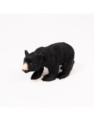Schwarzbär