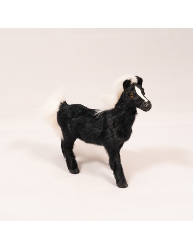 Pferd schwarz