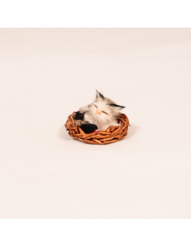 Katze schlafend