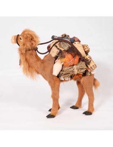 Dromedar beladen, stehend