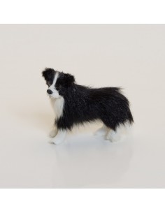 Hund, Bordercollie 2