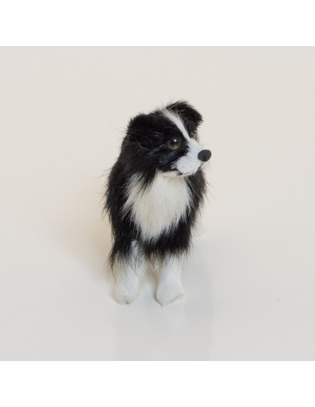 Hund, Bordercollie